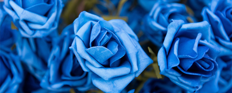 蓝色妖姬的花语和寓意 蓝色妖姬花寓意和花语