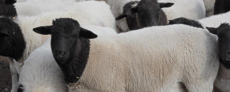 圈养杜泊羊养殖效益，饲草料成本（杜泊羊的养殖技术）