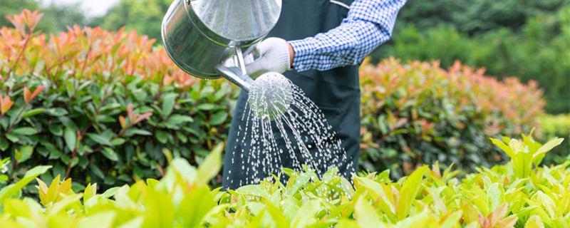 中午为什么不能给植物浇水 中午不能给植物浇水吗