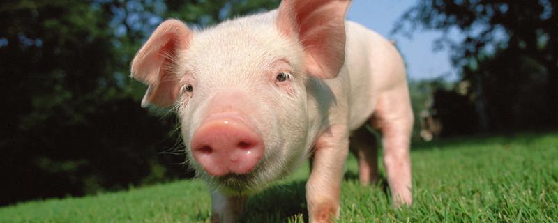 三十二种常见的猪病 三十二种常见的猪病症状