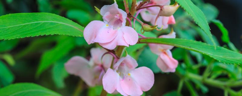 凤仙花什么季节开花