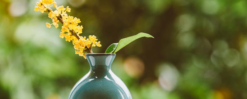 银星换盆时间，金银花什么时候换盆