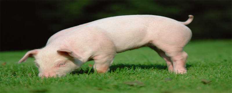 猪的养殖技术 猪的养殖技术是什么