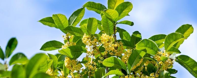 桂花树什么时候修剪枝条最好 四季桂花树什么时候修剪枝条最好