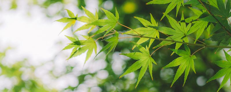 苋科植物有哪些，苋科植物有哪些菜