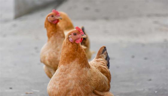 斗鸡养殖技术 斗鸡养殖技术是什么