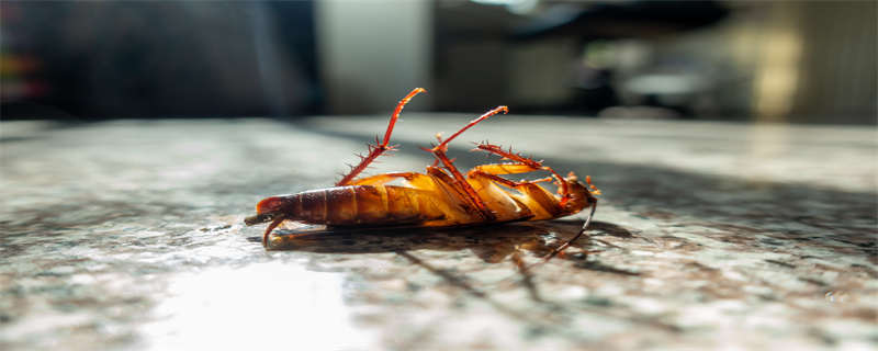 蟑螂吃什么 蟑螂吃什么害虫