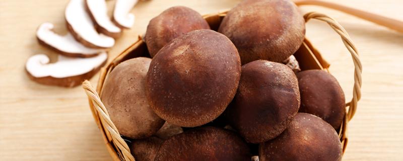 袋料香菇的配料和种植方法 袋料香菇最新种植技术
