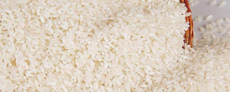 粳米是什么米 粳米是什么米是糯米吗?