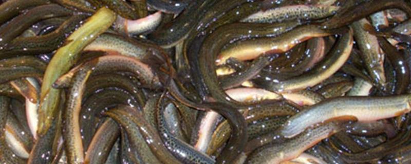 泥鳅催产的基础知识，如何分辨雌雄 泥鳅是怎么受精的