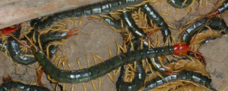 蜈蚣养殖技术，一般分为缸养和池养 蜈蚣的饲养