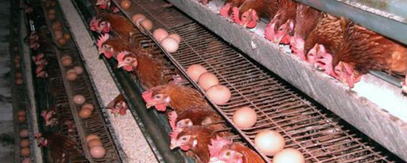 蛋鸡养殖技术，附不同阶段的管理 蛋鸡阶段饲养