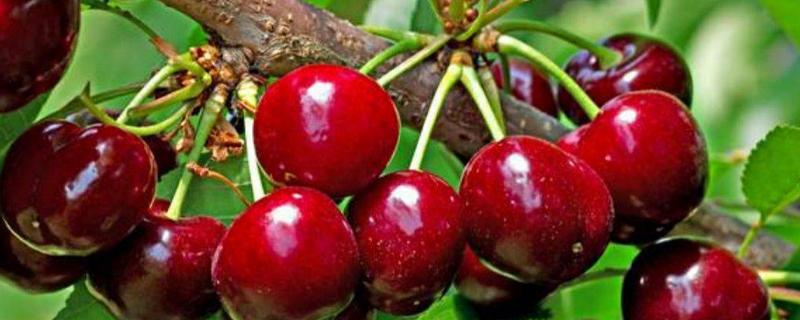 玛瑙红樱桃怎么栽培，有哪些要点 红玛瑙樱桃有什么特点