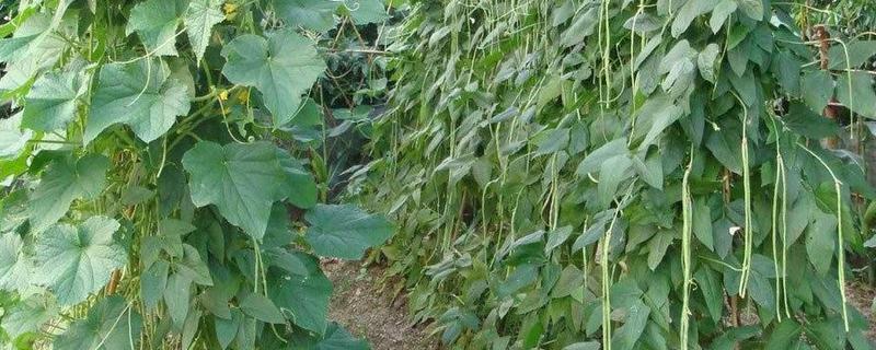 豆角籽种植方法，怎么进行田间管理（豆角苗怎么管理）