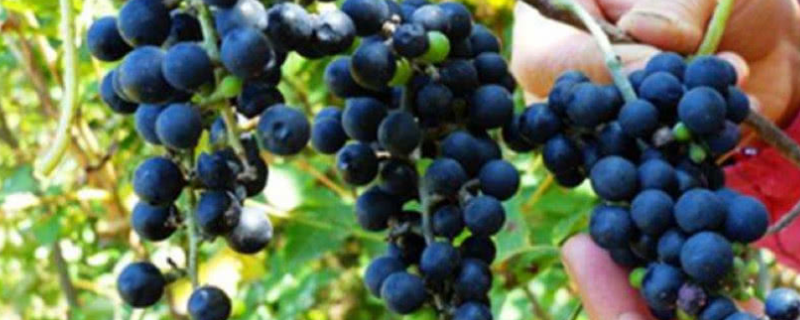 野葡萄怎么种植，有哪些技术要点（野葡萄如何种植）