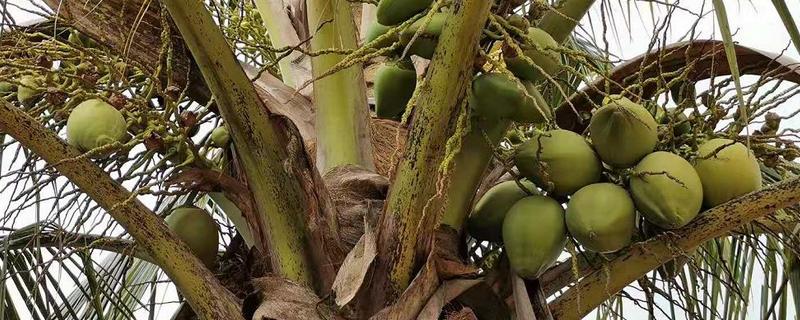 椰子树的种植方法，有哪些要点（椰子树的种植技术）