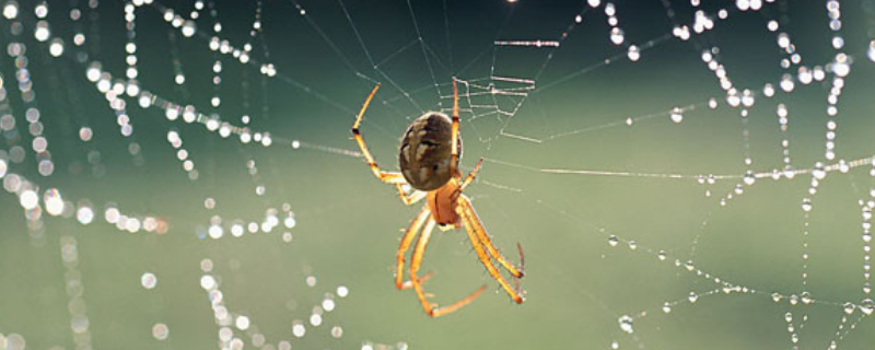 怎么养蜘蛛，注意事项有哪些 养宠物蜘蛛需要注意什么