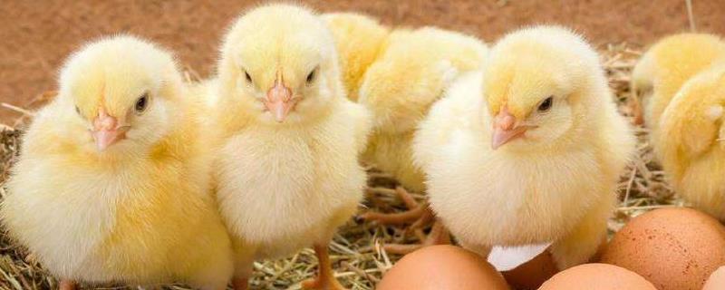 蛋鸡苗育雏技术，环境温度怎么选（蛋鸡育雏温度表）