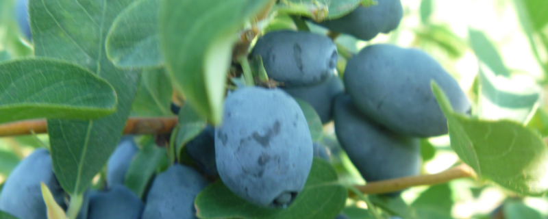 蓝靛果结果需要几年，附种植方法 蓝靛果生长周期