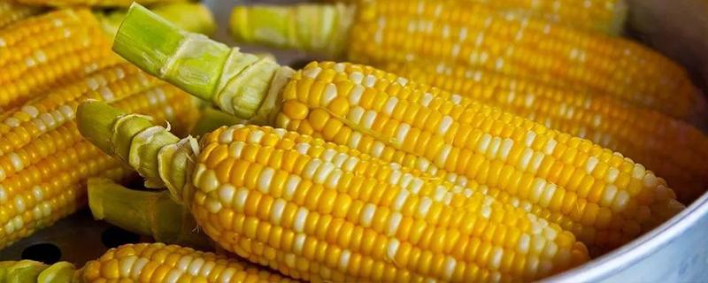 玉米怎样才能高产