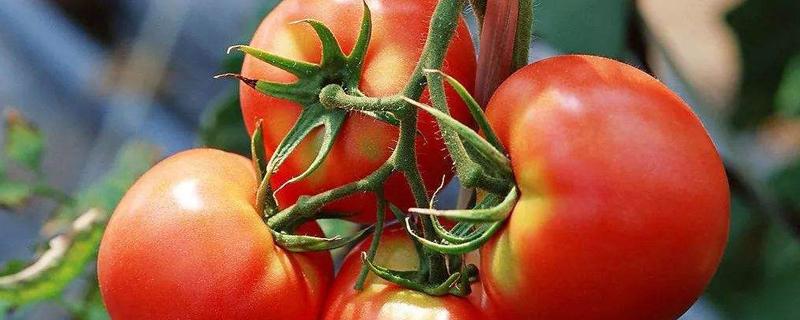 西红柿用什么肥料