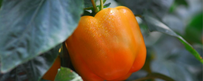甜椒种植时间和方法 甜椒种植时间和方法北京地区