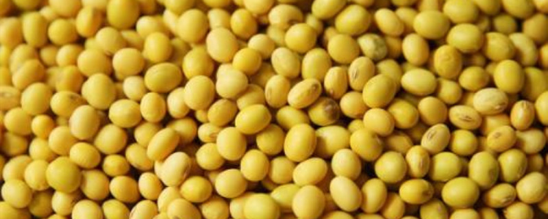 一亩大豆可以固氮多少公斤（一亩大豆能固定多少氮）