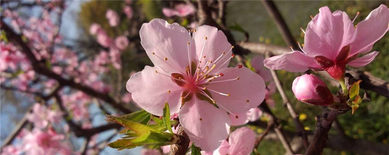 桃树上防冻剂有哪些 桃树上防冻剂有哪些危害