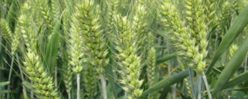 小麦适合什么土壤种植