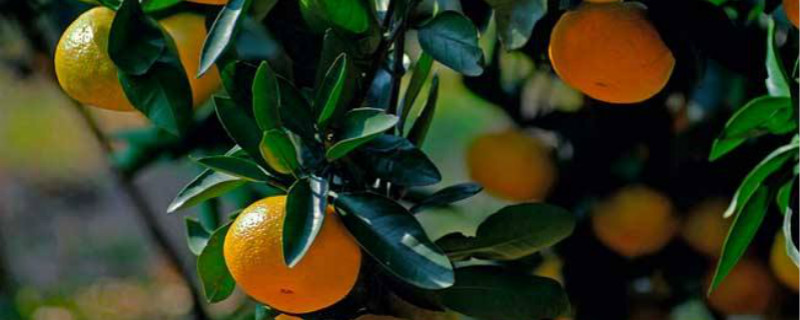 柑橘花蕾蛆打什么药 柑橘花蕾蛆防治方法