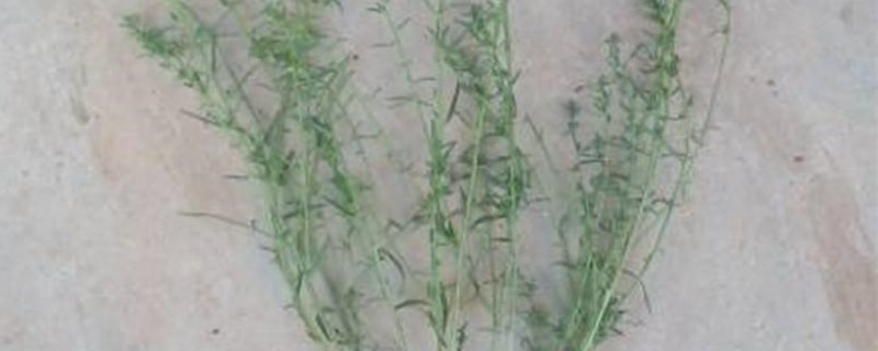 中药麦黄草的种植方法