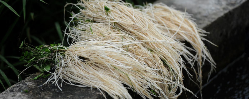 丝线根的种植方法 丝线根是什么植物