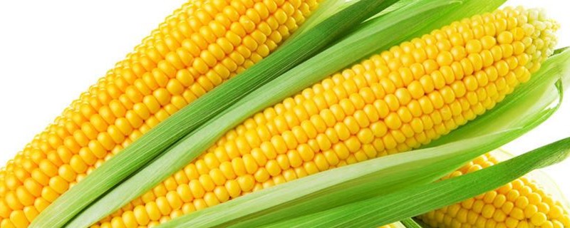 玉米缺磷症状