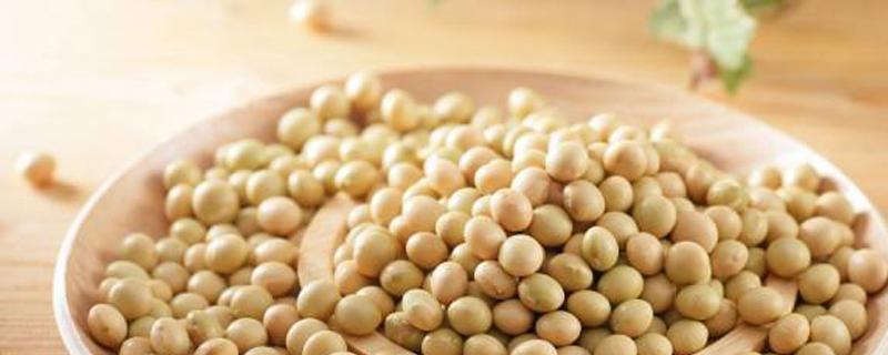 种黄豆每亩多少斤种子（黄豆一亩用多少斤种子）