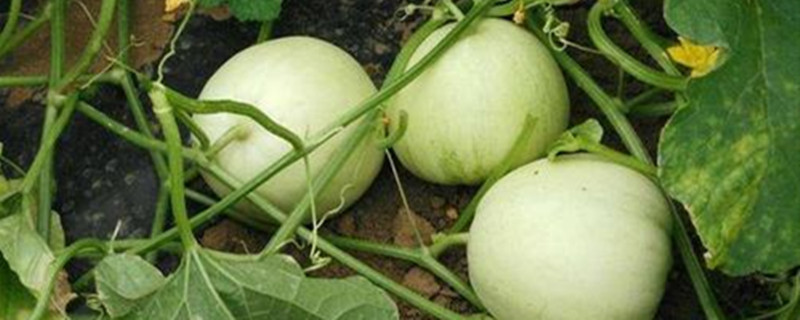 露地香瓜的种植技术（露地香瓜的种植技术和管理）