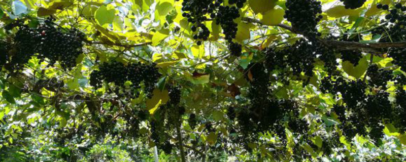野葡萄籽是靠什么传播种子的 野葡萄籽靠什么传播种子的方法