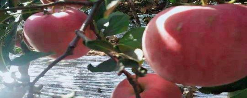 洛川苹果几月份成熟 洛川苹果成熟期