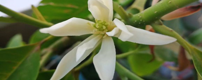 白兰花种植方法和时间