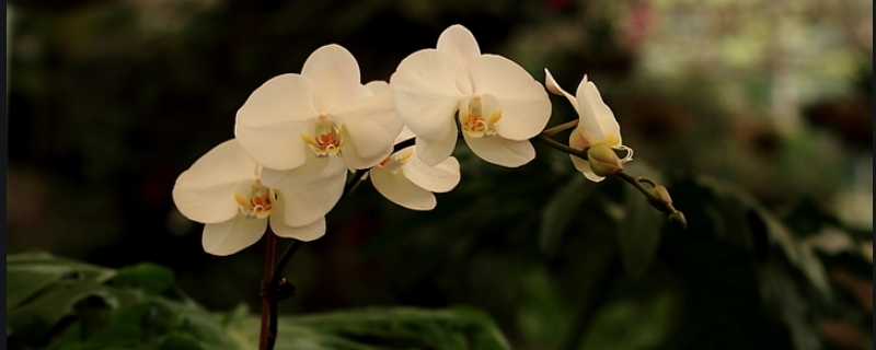 蝴蝶兰在什么季节开花，想让蝴蝶兰开花有哪些养殖要点