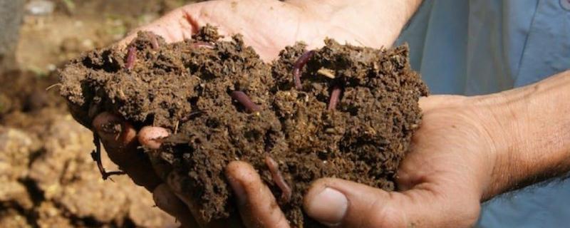 牛粪养蚯蚓技术，牛粪养蚯蚓的优势 牛粪养蚯蚓的养殖技术