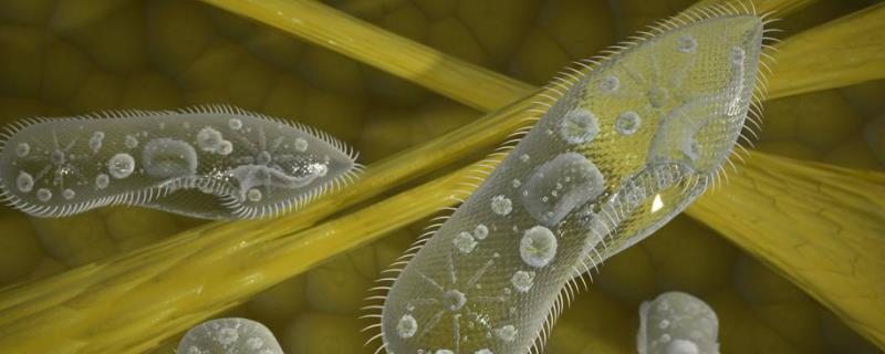 草履虫是什么生物 草履虫是什么生物原核还是真核