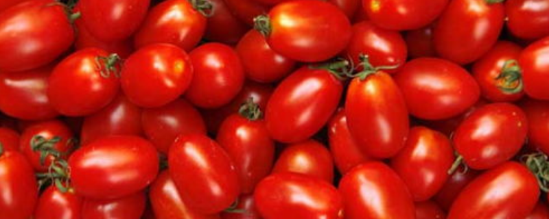 小蕃茄是不是转基因食品，如何区分蕃茄是不是转基因