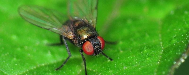 绿头苍蝇，附形态特征及生命周期 绿头苍蝇生长周期