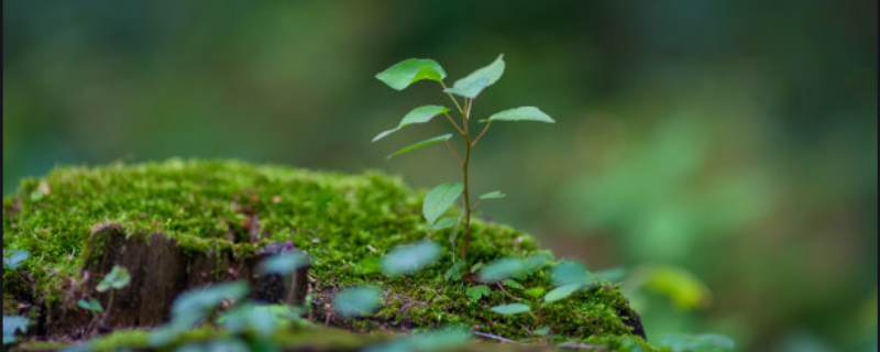 种植什么树苗赚钱（种植什么树苗赚钱最快）