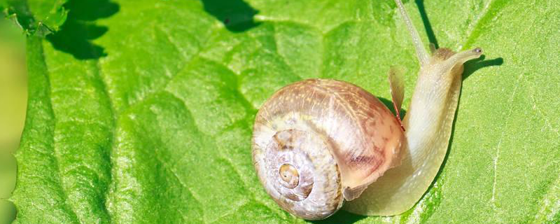 薄球蜗牛形态特征，防治方法有哪些