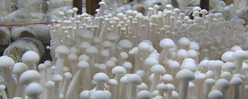 海鲜菇栽培技术，附酸碱度要求 海鲜菇生长条件