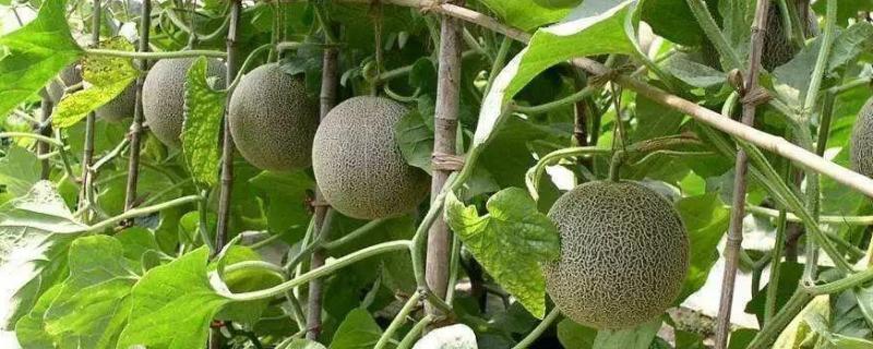 大棚哈密瓜种植技术是什么 哈密瓜高产栽培技术