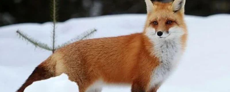 红狐是一种什么样的生物（红狐是保护动物吗）