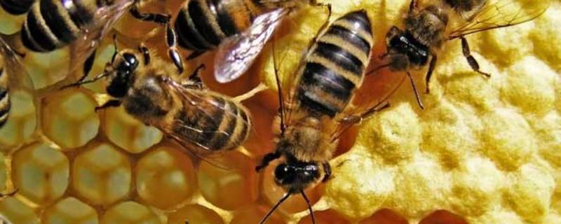 蜂毒，附外观形态和成分 蜂毒主要成分