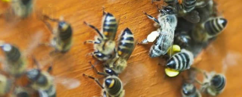 高加索蜜蜂，详细介绍（高加索蜂图片）